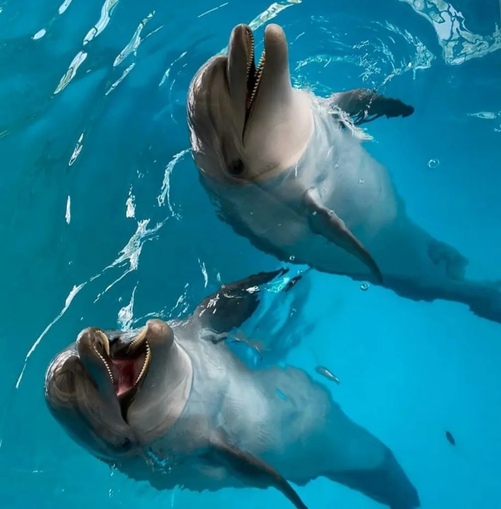 Экскурсии ginza travel